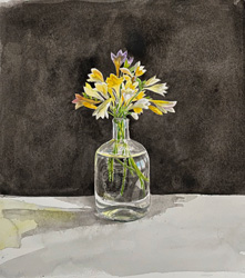 Freesias