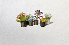 Succulents