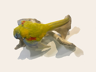 Parakeet and pelvic bones