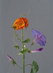 Morning Glory Study 2