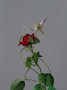 Morning Glory Study 3