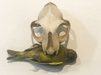 Cat Skull and Green Finch